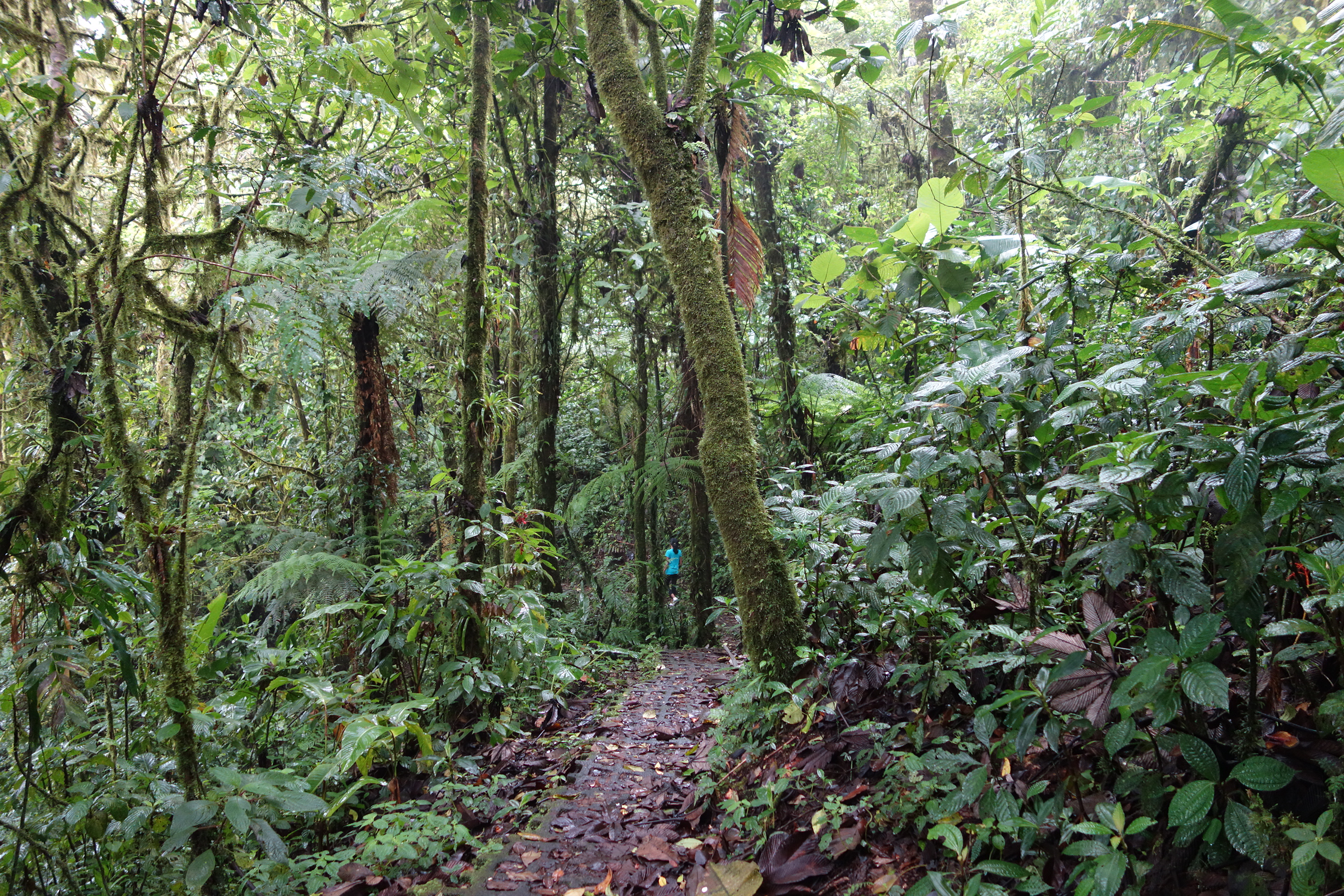 Monteverde Hike
